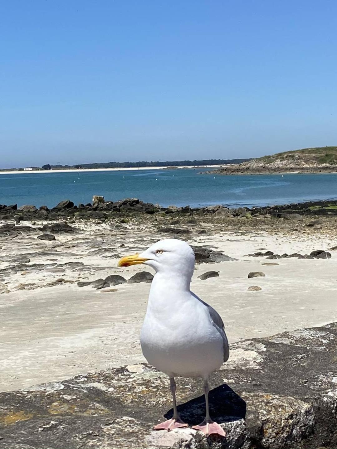 Confortable Studio, Wifi, Parking, Proche Plage Carnac Exteriör bild